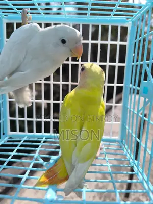 2 Lovebirds for Sale