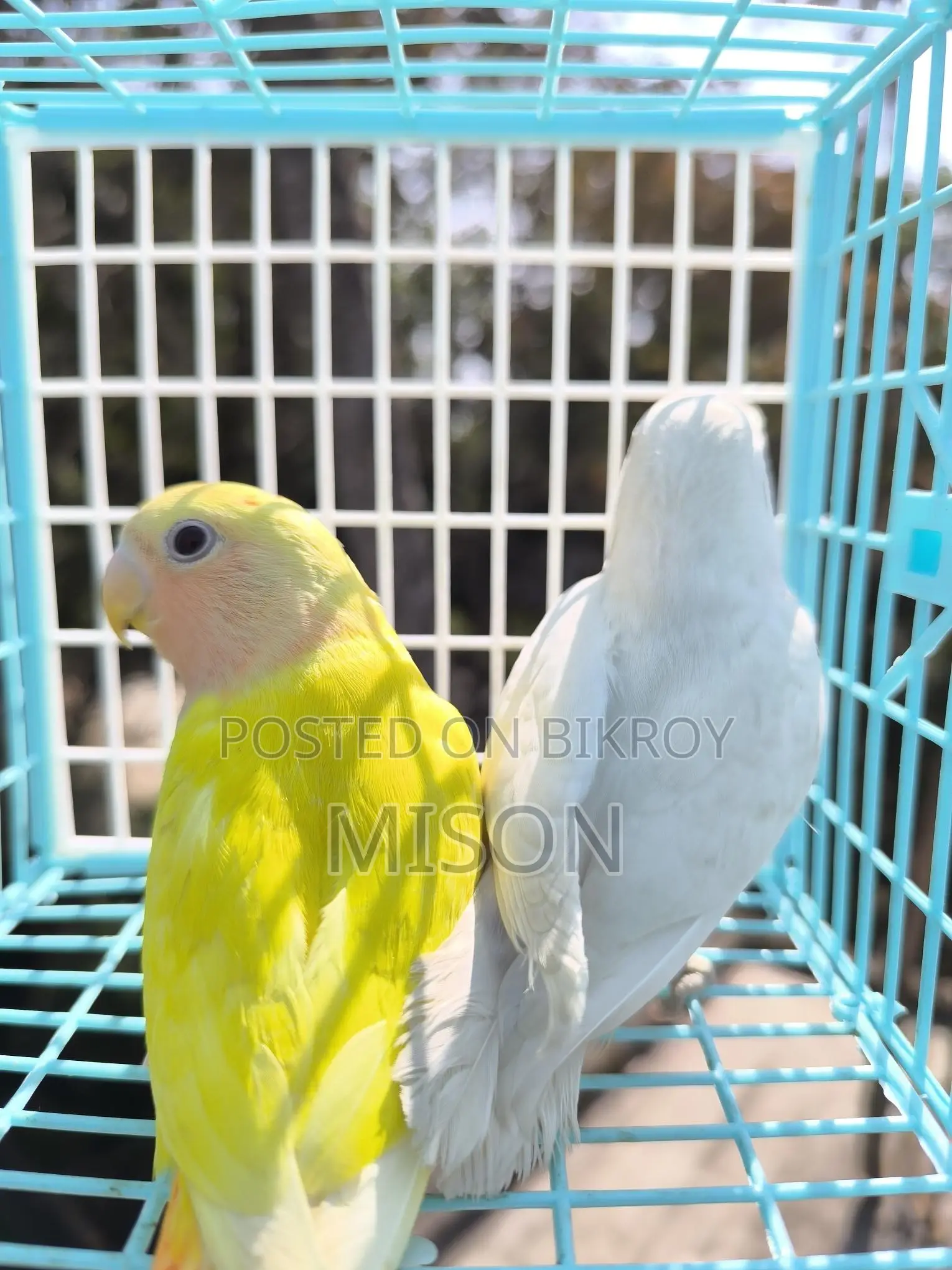 2 Lovebirds for Sale