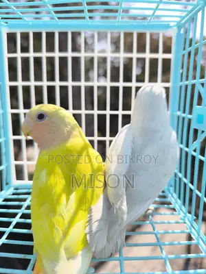 2 Lovebirds for Sale