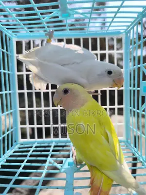 2 Lovebirds for Sale