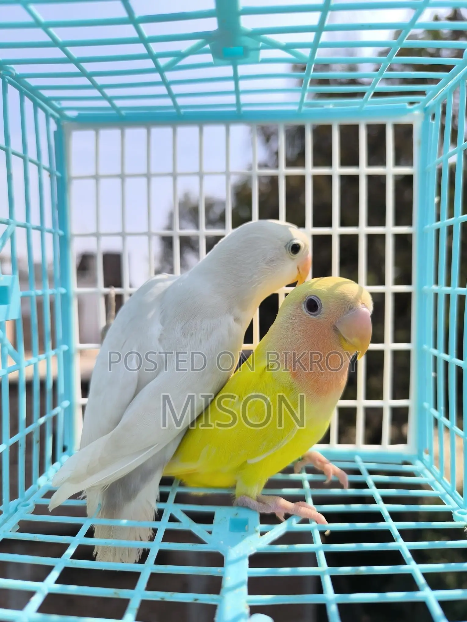 2 Lovebirds for Sale
