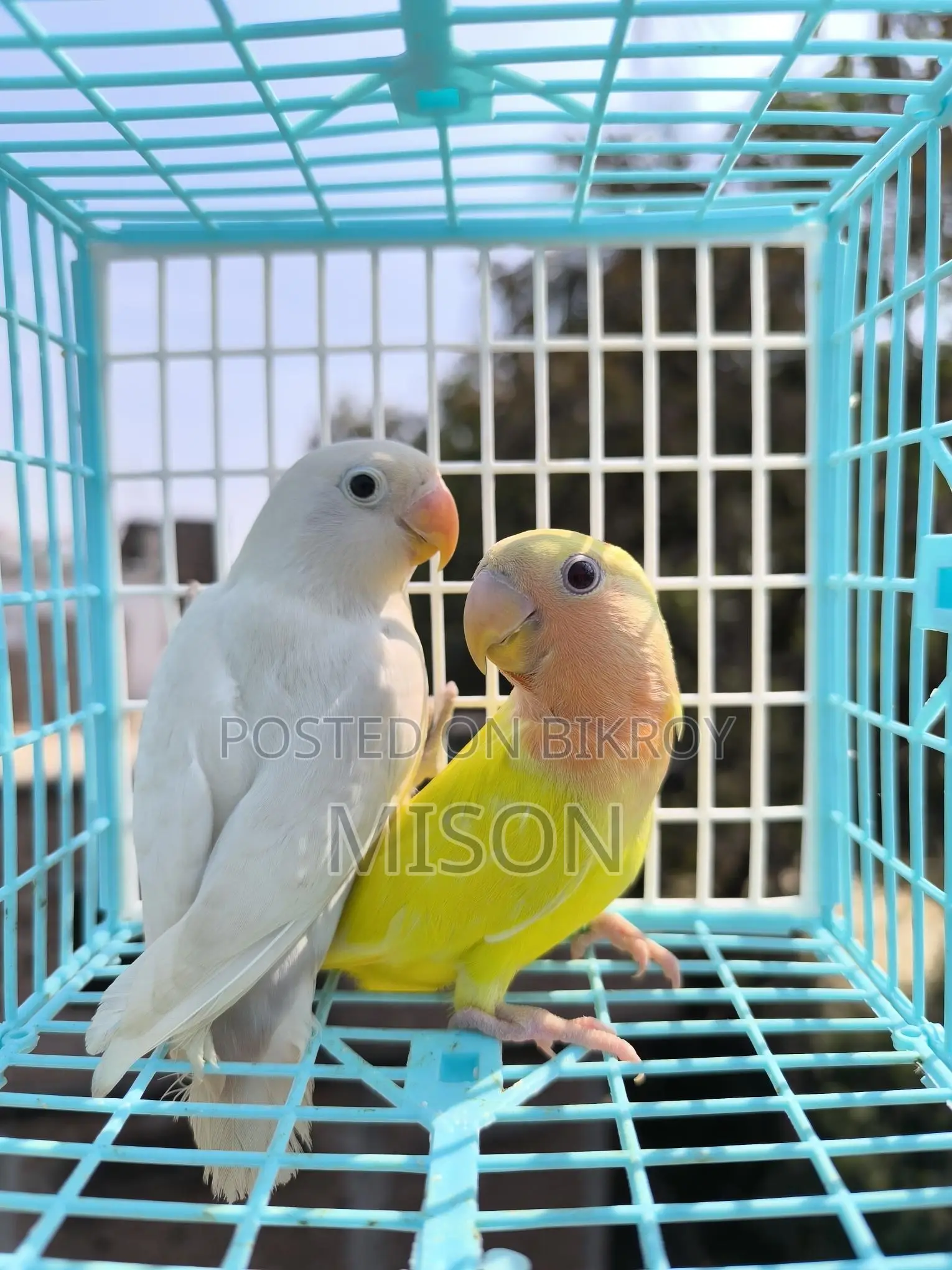 2 Lovebirds for Sale
