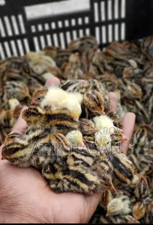 High-Quality Quail Birds