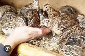 এটি ভালো মানের কোয়েল পাখি
