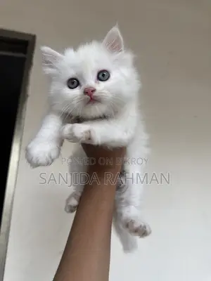 Traditional Persian Kitten Cat