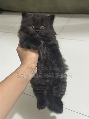 Traditional Persian Kitten Cat