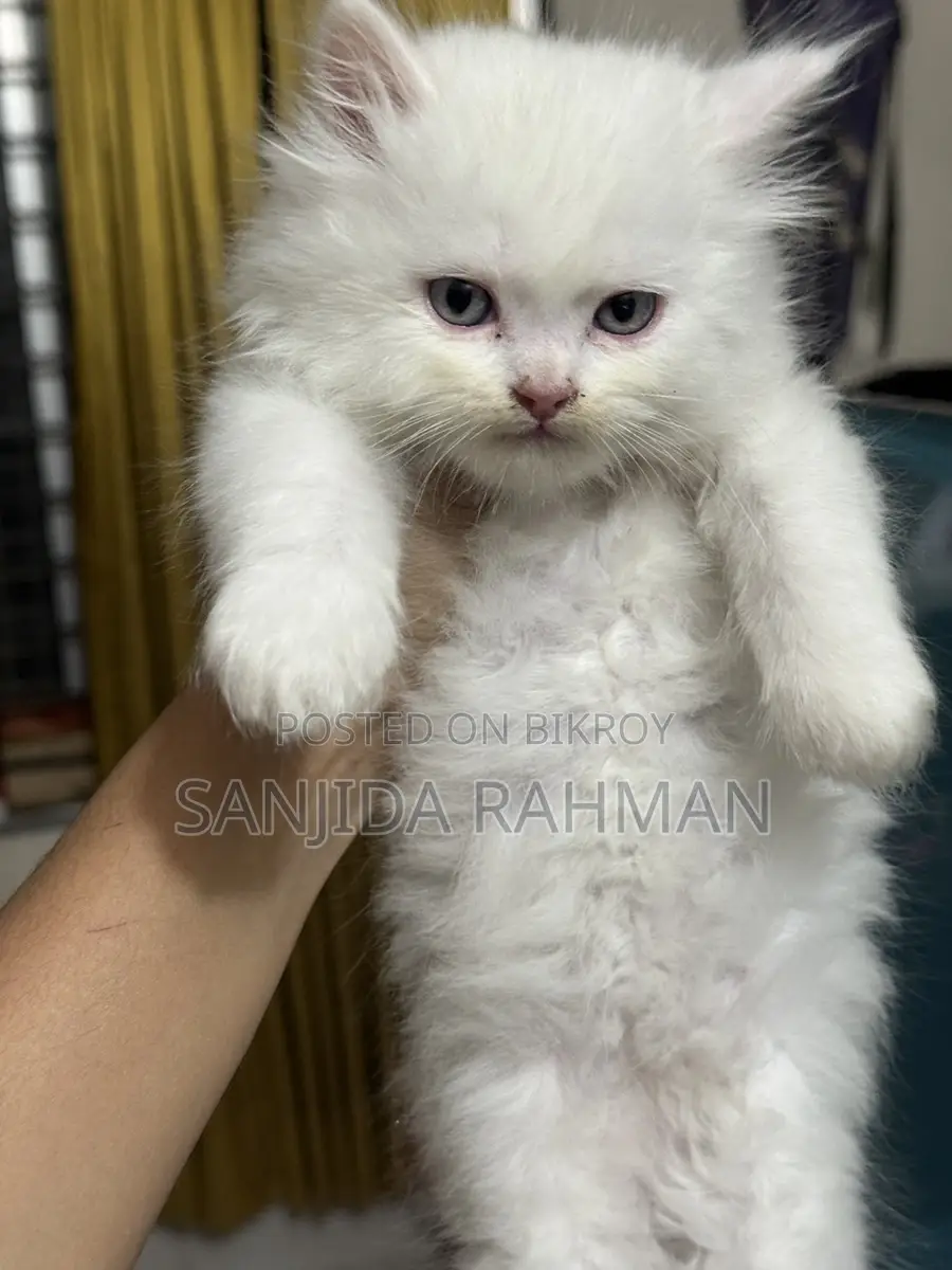 Traditional Persian Kitten Cat