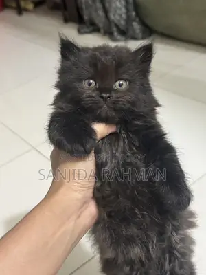 Traditional Persian Kitten Cat
