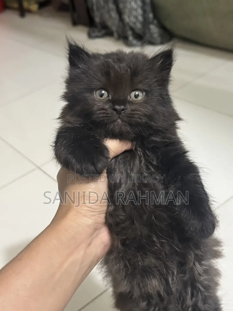 Traditional Persian Kitten Cat
