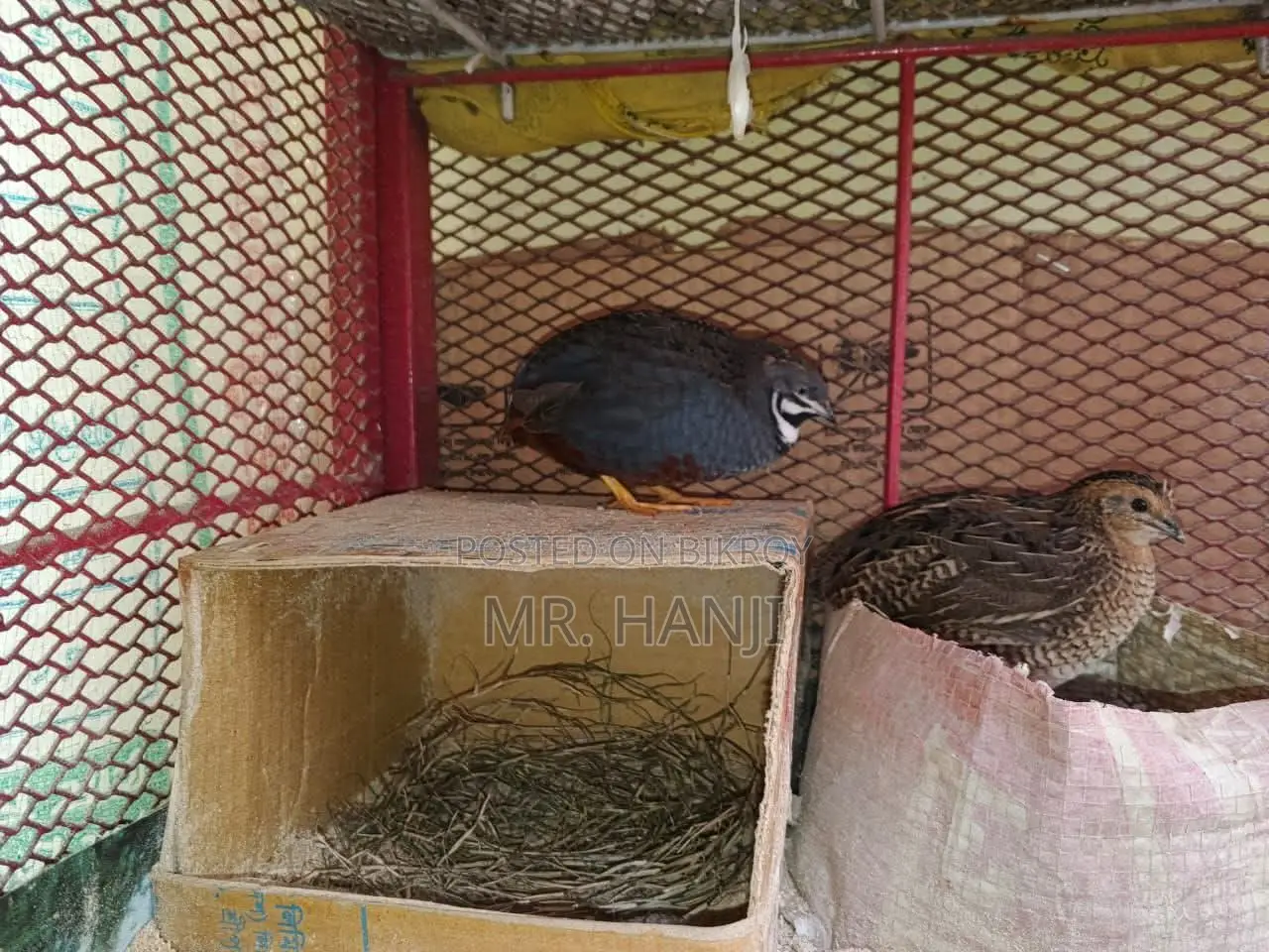 King Quail