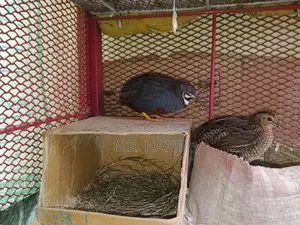 King Quail
