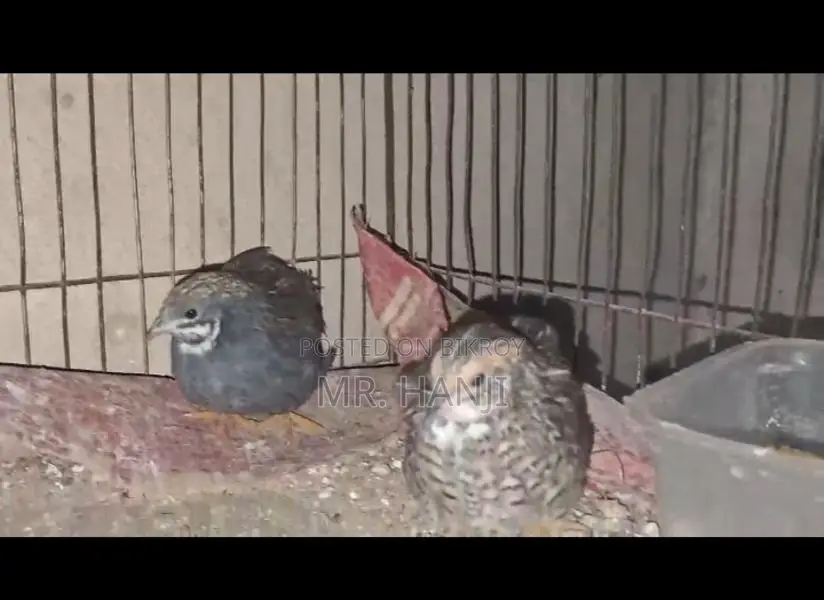King Quail