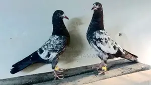 টেডি কবুতরের বাচ্চা