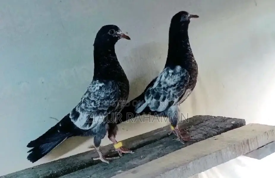টেডি কবুতরের বাচ্চা