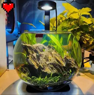 প্লান্টেড একুরিয়াম
