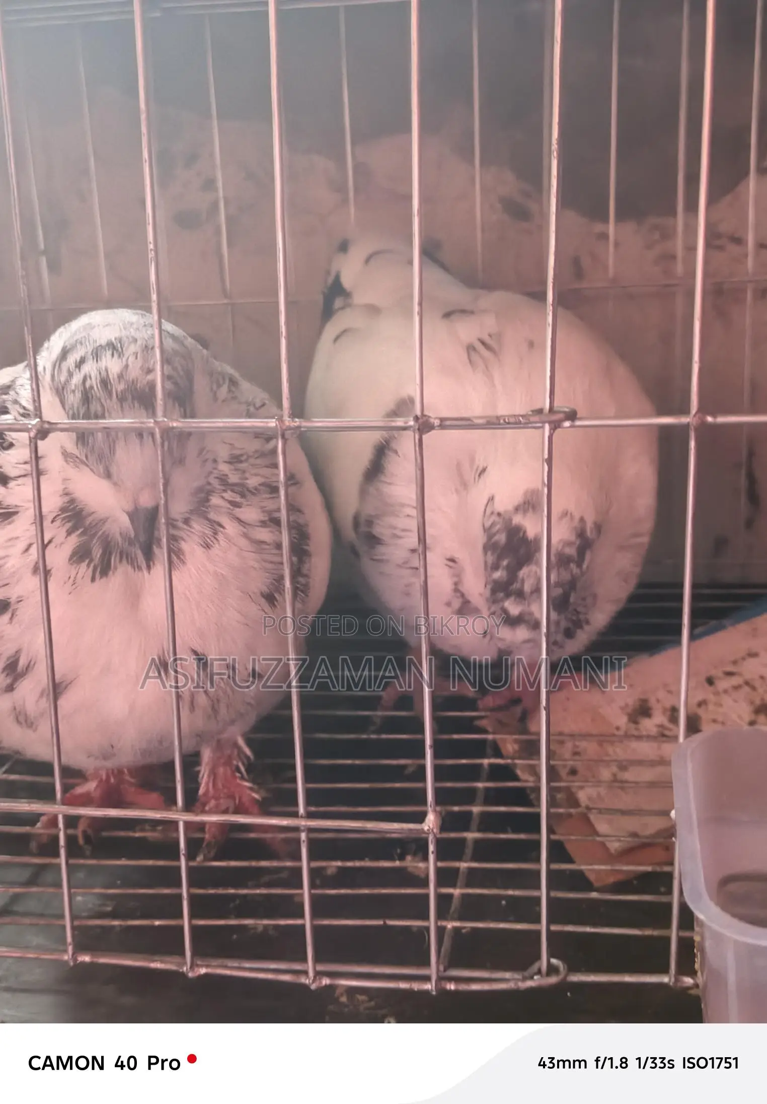 Big Size Mundian Pigeon