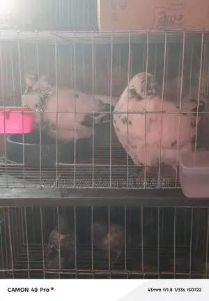 Big Size Mundian Pigeon
