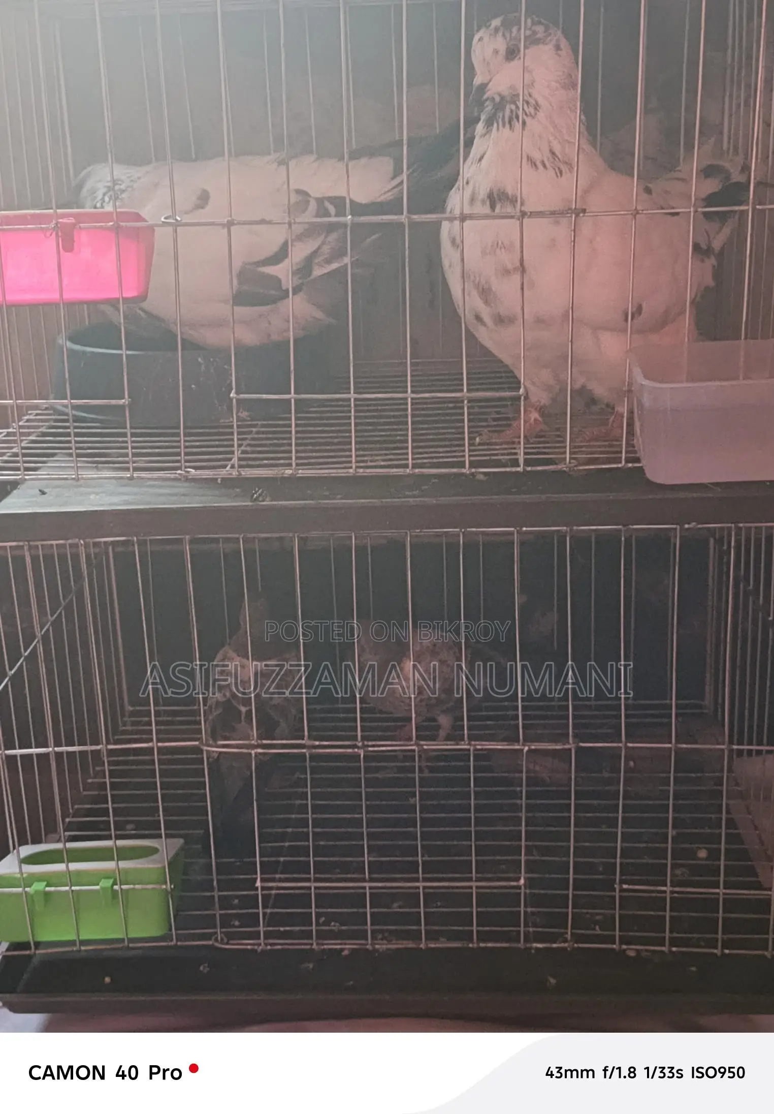 Big Size Mundian Pigeon
