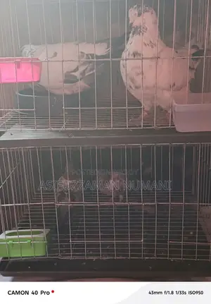 Big Size Mundian Pigeon