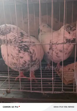Big Size Mundian Pigeon