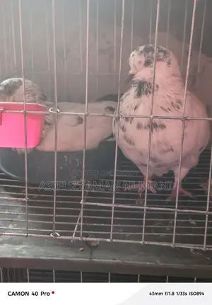 Big Size Mundian Pigeon