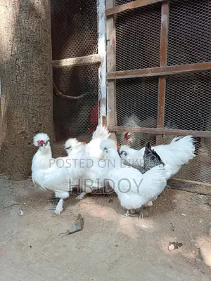 সিল্কি মুরগি ( Silky Murgi)