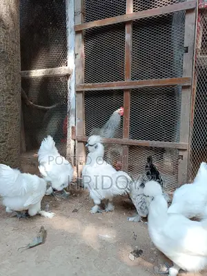 সিল্কি মুরগি ( Silky Murgi)