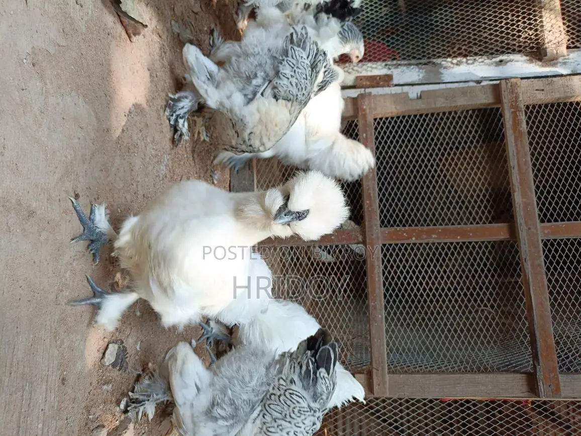 সিল্কি মুরগি ( Silky Murgi)