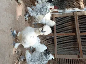 সিল্কি মুরগি ( Silky Murgi)
