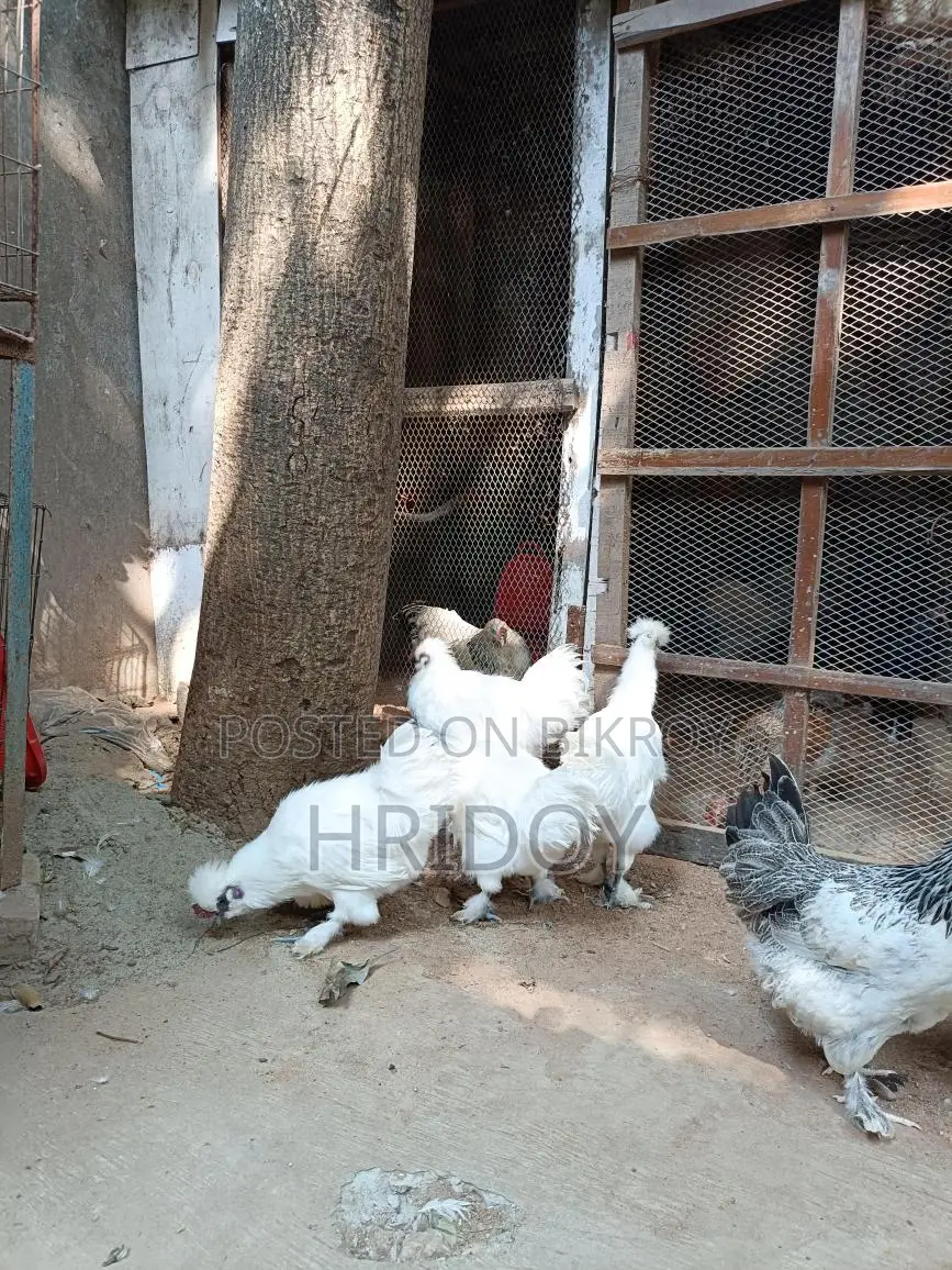 সিল্কি মুরগি ( Silky Murgi)