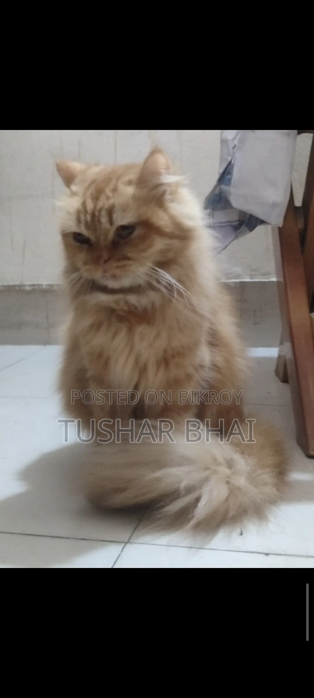 Persian cat for sale