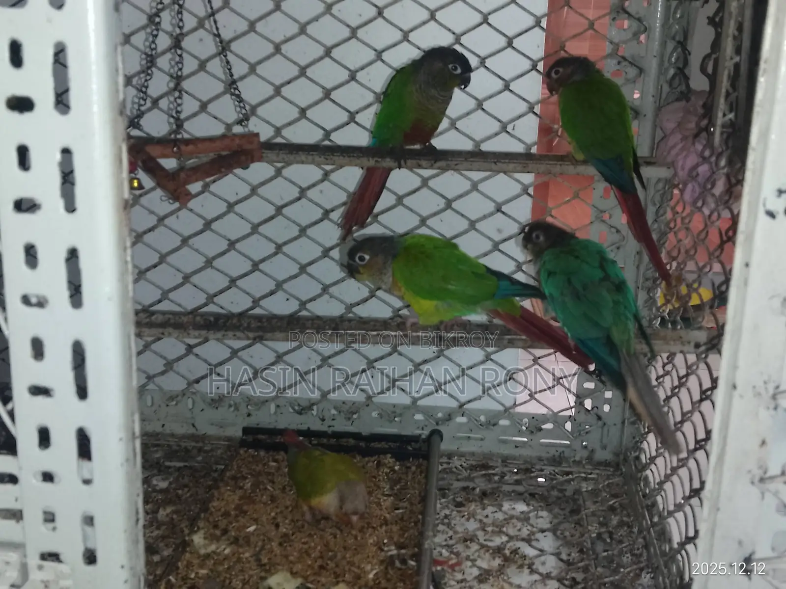 Conure Bird 1 Pair And One Piece Half Tame