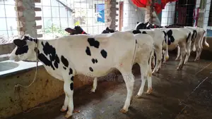 ৯৮০ নং ভালো জাতের ৭ টি বকনা বাছুর অল্প দামে কিনুন ।