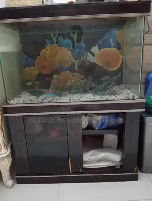 একুরিয়াম