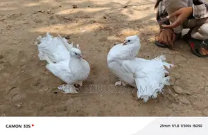 লক্ষ্যা কবুতর বিক্রি হবে
