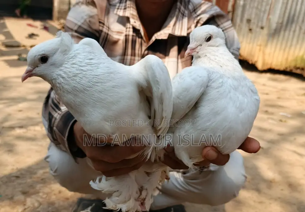 Lokkha Pigeons for Sale