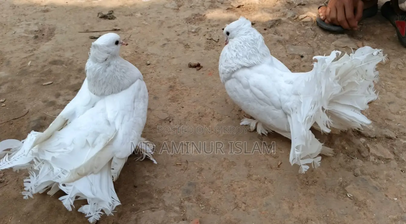 Lokkha Pigeons for Sale