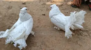 Lokkha Pigeons for Sale