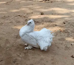 Lokkha Pigeons for Sale