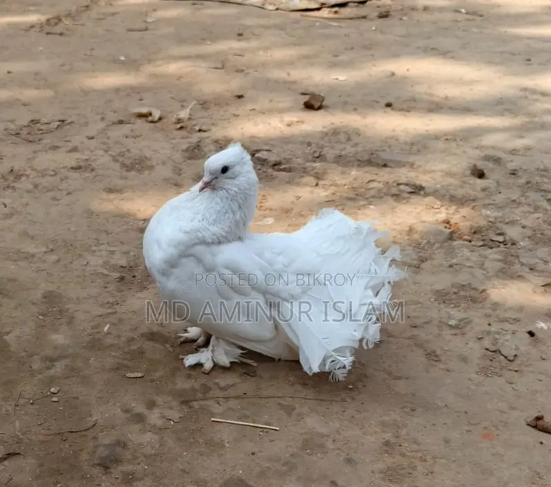 Lokkha Pigeons for Sale
