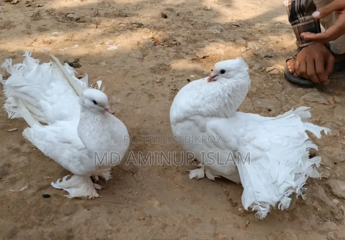 Lokkha Pigeons for Sale