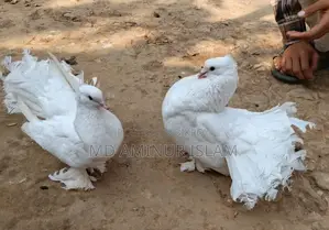 Lokkha Pigeons for Sale