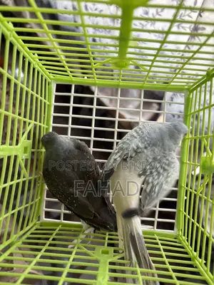 ডায়মন্ড ডাভ পেয়ার