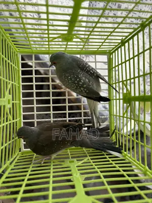 ডায়মন্ড ডাভ পেয়ার