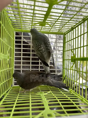 ডায়মন্ড ডাভ পেয়ার