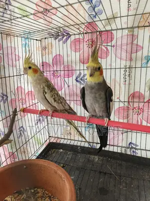 রানিং ককাটেল পাখি