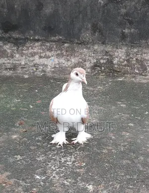 Sirazi Pigeon