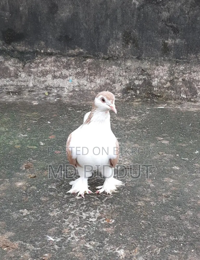 Sirazi Pigeon