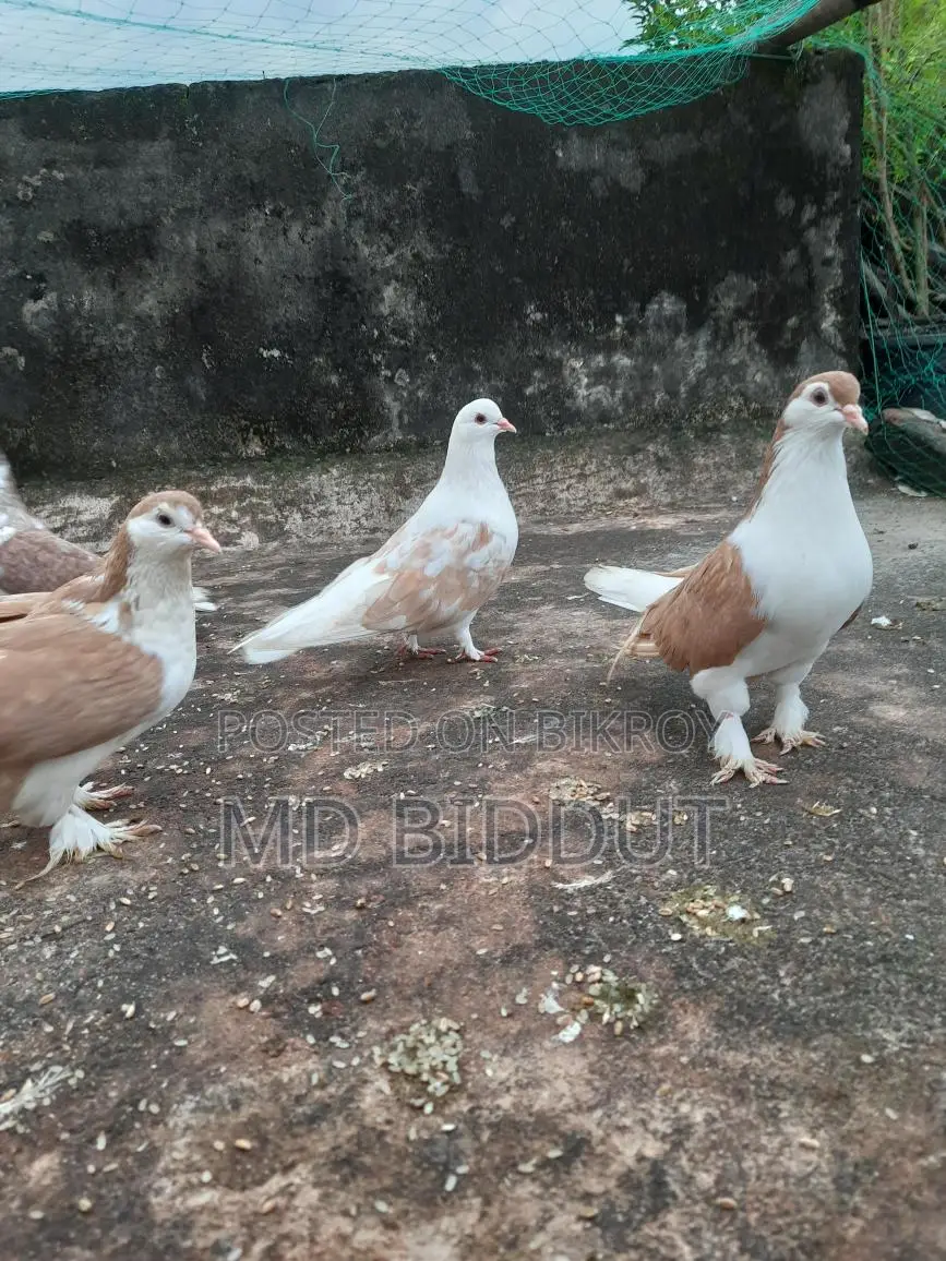 Sirazi Pigeon