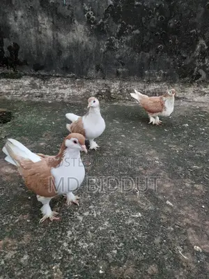 Sirazi Pigeon